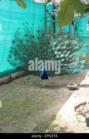 (Pavo cristatus paon) queue fanning Banque D'Images