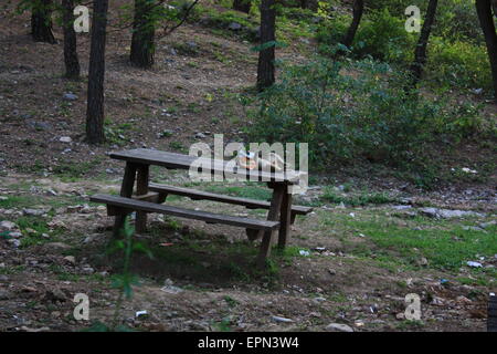 Monkey reposant sur banc Banque D'Images