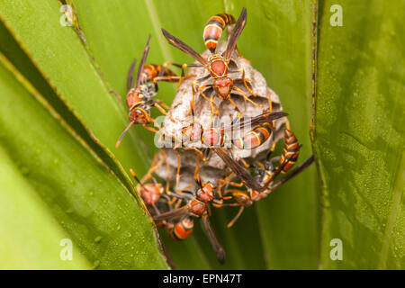 Les Guêpes Polistes (papier bahamensis) Garde côtière de larves et de nymphes dans les chambres de leurs nid suspendu à une fronde de palmetto de scie. Banque D'Images