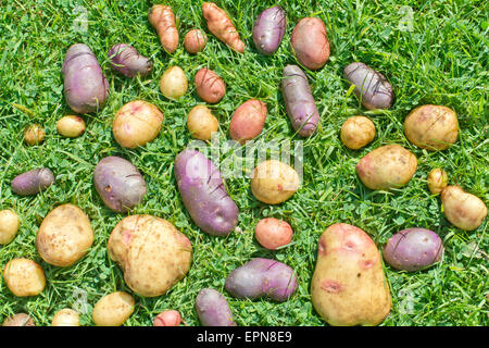 Étaler les pommes de terre sur l'HERBE, variétés, DESIREE DANUBE BLEU ET ROSE APPLE SAPIN Banque D'Images