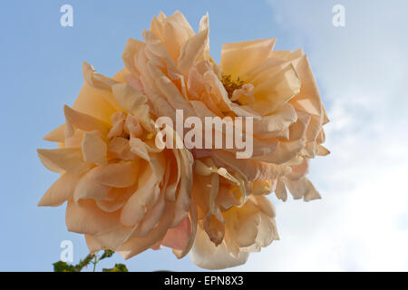 Quatre fleurs d'un rosier grimpant sur Banque D'Images