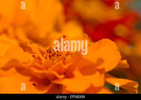 Tagetes, oeillet d'Inde Banque D'Images