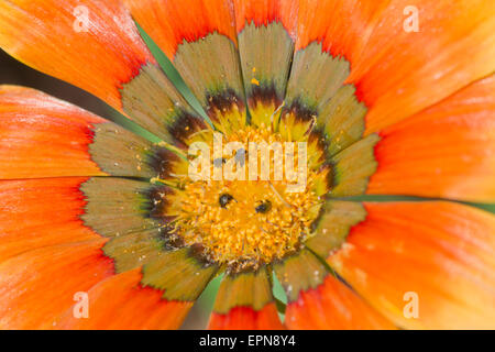 Les coléoptères du pollen sur Gazania Kiss 'Frosty' Fleur Banque D'Images