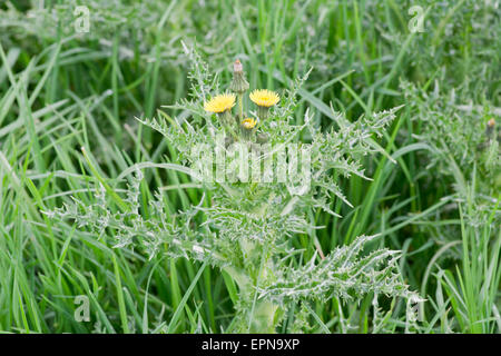 Sonchus asper, laiteron piquant Banque D'Images