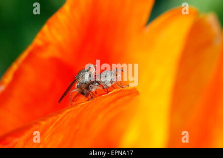 Anthomyiid Anthomyiidae (mouches), Allemagne Banque D'Images