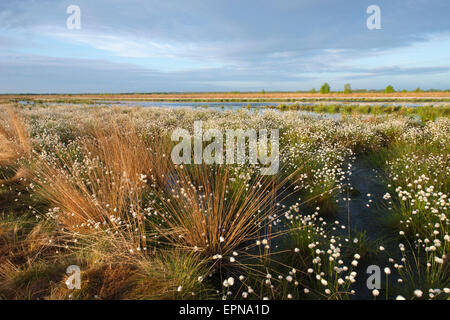 Hare's tail-linaigrettes (Eriophorum vaginatum) dans la région de Moor, de l'Ems, Basse-Saxe, Allemagne Banque D'Images