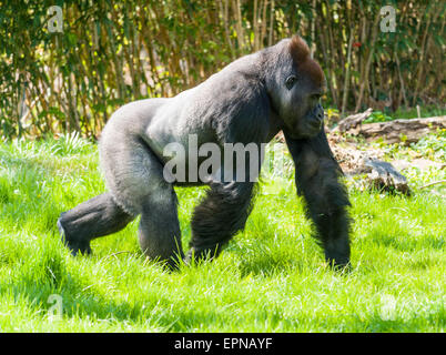 Basse Terre de l'ouest (Gorilla gorilla gorilla gorilla), mâle dos argenté, marcher sur un pré, captive, Leipzig, Saxe, Allemagne Banque D'Images