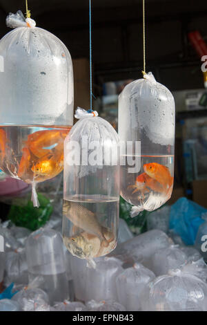 Les poissons rouges en vente dans des sacs en plastique, Haputale, Sri Lanka, marché Asie Banque D'Images