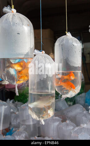 Les poissons rouges en vente dans des sacs en plastique, Haputale, Sri Lanka, marché Asie Banque D'Images