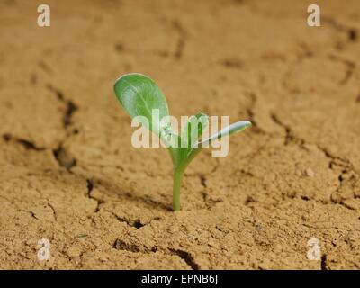 Le chardon de lait sur le sol fissuré de l'arrière-plan Banque D'Images