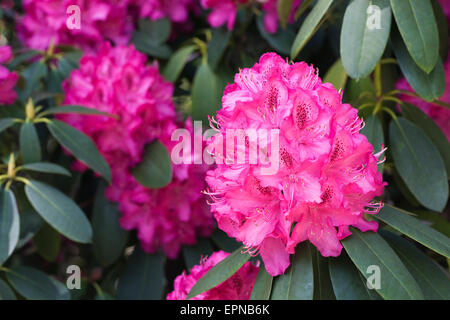 Grand Rhododendron rose magenta. Banque D'Images