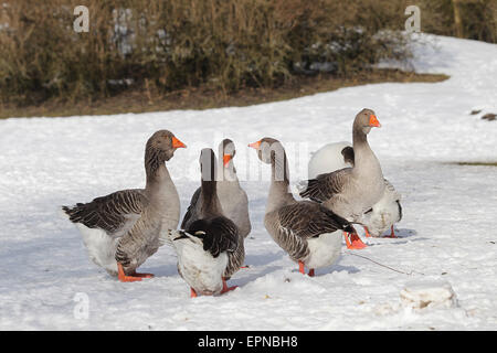 Les Oies de Toulouse dans la neige, la Haute-Bavière, Bavière, Allemagne Banque D'Images