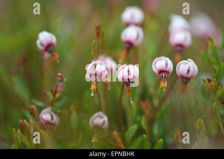 Canneberge (Vaccinium oxycoccus), des fleurs, de l'Ems, Basse-Saxe, Allemagne Banque D'Images