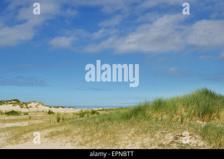 Dunes herbeuses avec ciel bleu, norderney, Frise orientale, Basse-Saxe, Allemagne Banque D'Images