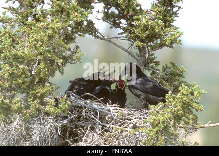 Grand corbeau (Corvus corax) nourrir les oisillons au nid Banque D'Images