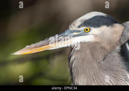 Héron cendré (Ardea cinerea), Anhinga Trail, Parc National des Everglades, Florida, USA Banque D'Images