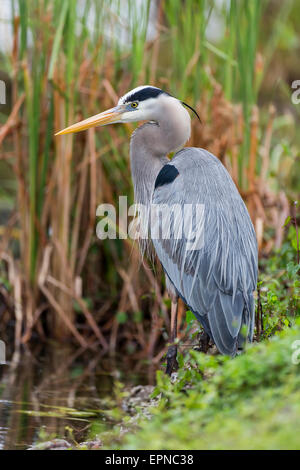 Héron cendré (Ardea cinerea), Anhinga Trail, Parc National des Everglades, Florida, USA Banque D'Images