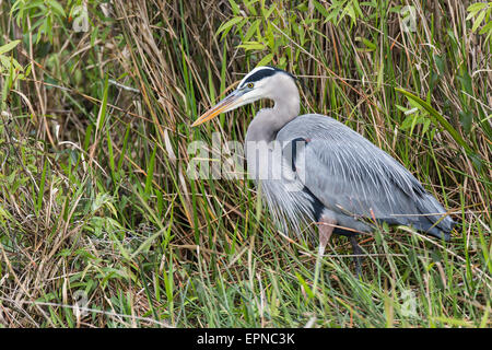 Héron cendré (Ardea cinerea), Anhinga Trail, Parc National des Everglades, Florida, USA Banque D'Images