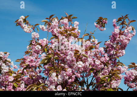 Les branches avec des fleurs de cerisier en fleurs à blue sky Banque D'Images