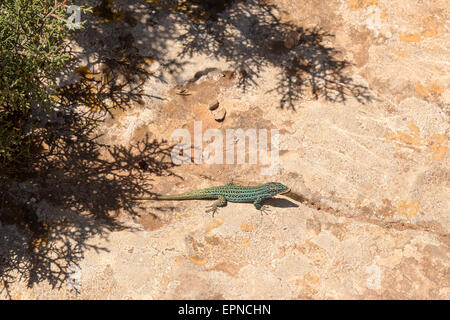 Formentera lizard Podarcis pityusensis. formenterae Lézard endémique Island Banque D'Images