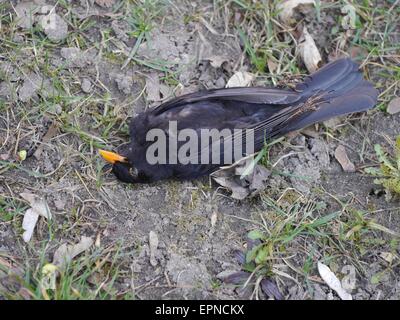 Oiseau noir morts sur l'herbe Banque D'Images