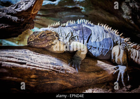 Iguane rhinocéros (Cyclura cornuta) Banque D'Images