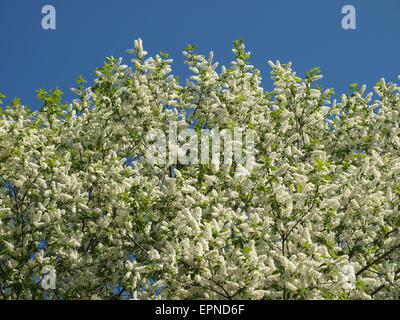 Blossoming bird cherry contre le ciel bleu en début du printemps. Banque D'Images