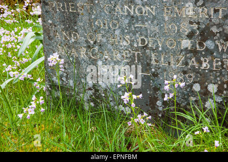 Lady's Smock (ou Cuckooflower) croissant autour d'une pierre tombale dans le cimetière de l'église Holy Trinity, dans Dunnerdale Seathwaite Banque D'Images