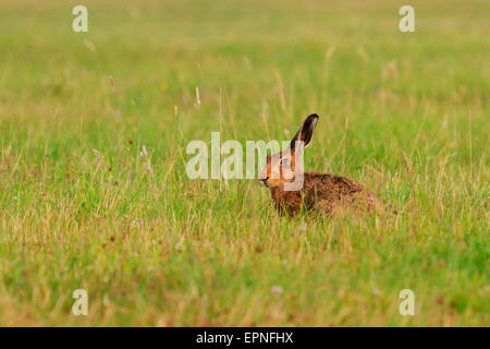 European brown hare Lepus europaeus couché, en gardant un profil bas, dans l'herbe Banque D'Images