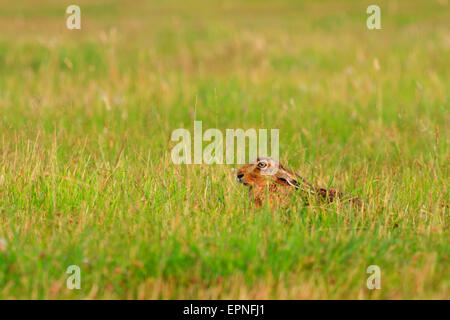 European brown hare Lepus europaeus couché, en gardant un profil bas, dans l'herbe Banque D'Images