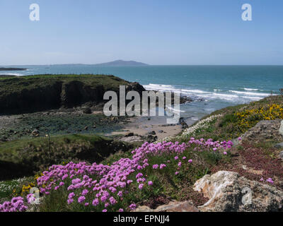 Vue vers le bas de la baie du chemin côtier de l'île d'Anglesey au nord du Pays de Galles UK belle journée mai calme ciel bleu météo Banque D'Images