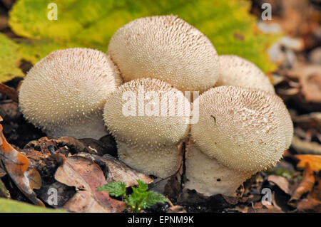 Puffball champignons dans les champignons des bois Banque D'Images