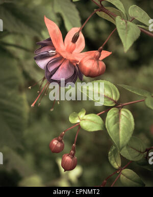 Image Style rétro d'une belle fleur Fuchsia Au printemps Banque D'Images