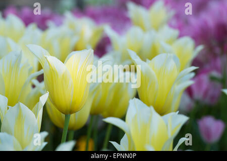 Tulipa 'Budlight'. Lily flowered Tulip éclairées par la lumière du soleil Banque D'Images