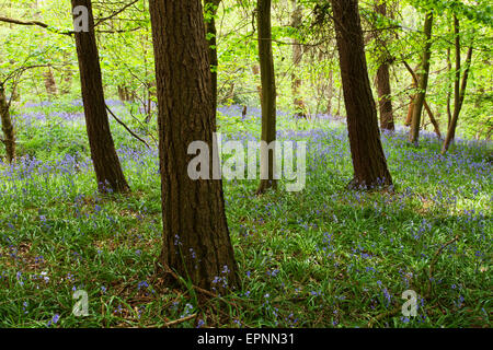 Jacinthes et feuillage de printemps à Middleton Woods Ilkley West Yorkshire Angleterre Banque D'Images