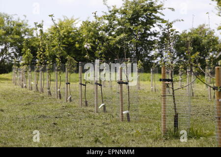 Un jeune verger de pommiers à cidre nouvellement plantés en rangées et protégées par des gardiens de l'arbre Banque D'Images