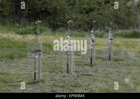 Un jeune verger de pommiers à cidre nouvellement plantés en rangées et protégées par des gardiens de l'arbre Banque D'Images