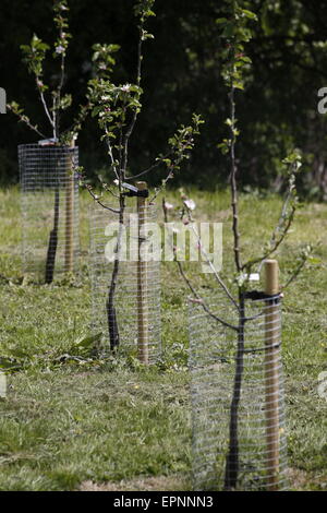 Un jeune verger de pommiers à cidre nouvellement plantés en rangées et protégées par des gardiens de l'arbre Banque D'Images