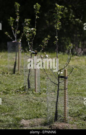 Un jeune verger de pommiers à cidre nouvellement plantés en rangées et protégées par des gardiens de l'arbre Banque D'Images