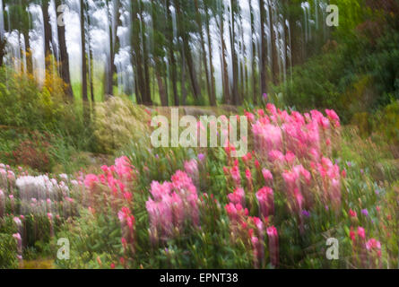 Ethereal fleurs à Exbury Gardens, parc national New Forest, Hampshire UK en mai Printemps Banque D'Images