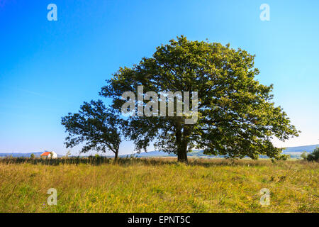 Arbre de chêne solitaire sur le pré en Hongrie Banque D'Images