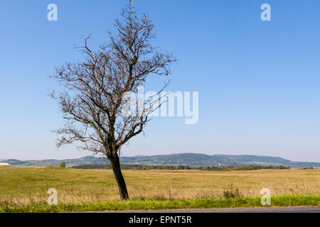 Lonely tree sur le pré en Hongrie Banque D'Images