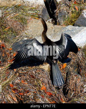 L'anhinga sécher ses ailes sur les rochers à l'Honeymoon Island Beach, Floride, USA Banque D'Images