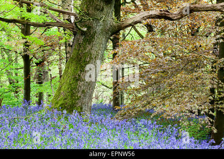 Jacinthes et feuillage de printemps à Middleton Woods Ilkley West Yorkshire Angleterre Banque D'Images