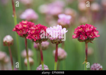 Armeria maritima 'Dusseldorfer Stolz' croissant dans une rocaille. Banque D'Images