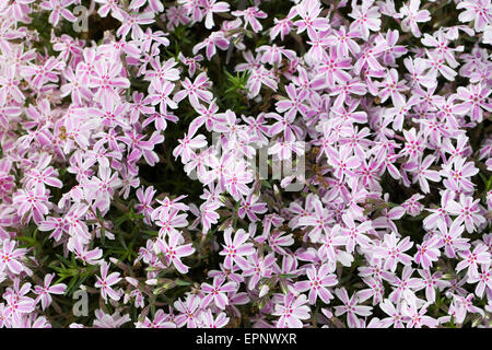 Phlox subulata 'Tamaongalei'. Fleurs phlox alpin. Banque D'Images