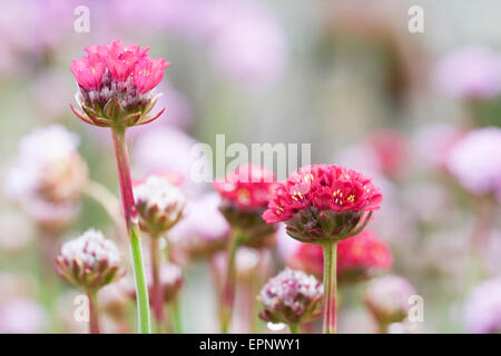 Armeria maritima 'Dusseldorfer Stolz' croissant dans une rocaille. Banque D'Images