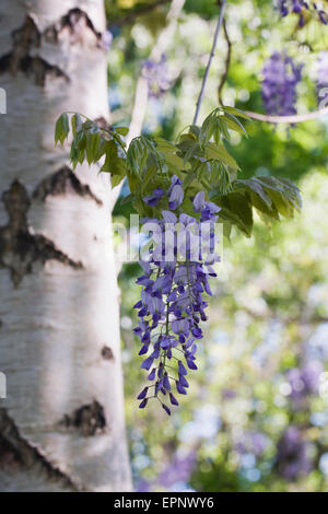 Wisteria floribunda la floraison au printemps. Banque D'Images