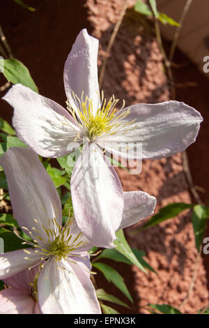 Close-up de couleur rose pâle Clematis montana escalade un mur dans le jardin intérieur. Avril, Gloucestershire England UK Banque D'Images