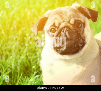 Joli portrait du pug contre l'herbe verte Banque D'Images